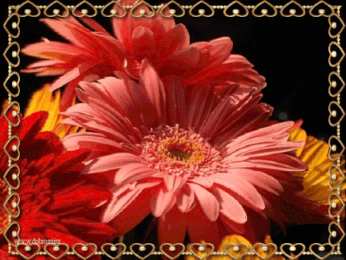 С герберами Скачать бесплатно картинки с герберами. Картинки с цветами герберами.