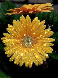 С герберами Открытки С днём рождения с герберами. Открытки с герберами. 