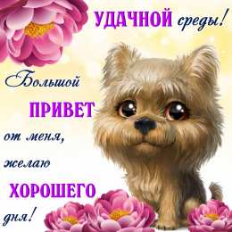 Со средой Доброе утро среда прикольные картинки. Удачной среды картинки.