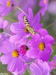 С космеями На цветке Сиреневой космеи. Открытка мерцающая цветки космеи.