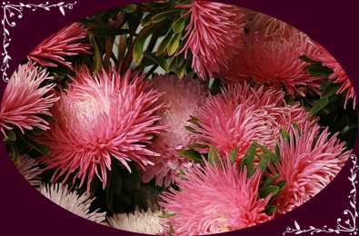 С астрами Фото Астры и хризантемы. Астры букет фото. Красивые Астры фото.