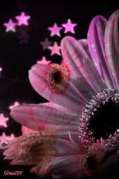 С герберами Открытка с днём рождения с фоном из разноцветного терьеров. 