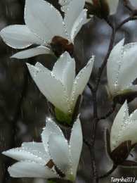 С жасмином Открытка Доброе утро С чашечкой чая и букетом жасмина стеклянной вазе.