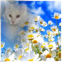 С кошками Смешные картинки котов с надписью. Смешные фото котов с приколами.