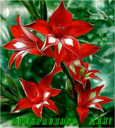 С гладиолусами Открытка розовые гладиолусы и розовые сердечки на сером фоне.