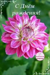 С георгинами Картинка с георгинами. Открытка в День рождения с георгинами.