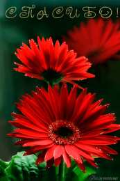 С герберами Оранжевые герберы фото. Герберы фото букетов. Белые герберы фото.