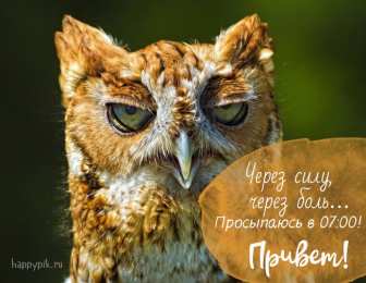 С совами Открытки поздравительные с совами. Новогодние открытки с совами.