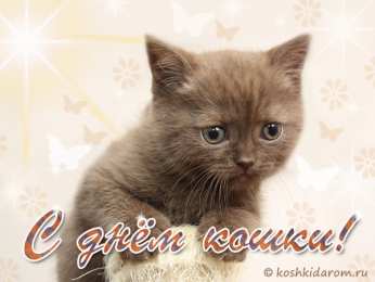 С Всемирным днём кошек Анимационные открытки с Днем кошек. Прикольные открытки с Днем кошек. 