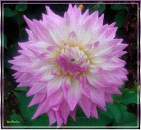 С астрами Открытка гиф блестящая с букетом белых и фиолетовых Astra и яблоками.