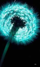 С одуванчиками Открытка мерцающая с одуванчиками белыми в стеклянной вазе. 