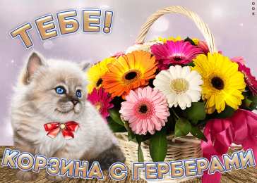 С герберами Оранжевые герберы фото. Герберы фото букетов. Белые герберы фото.