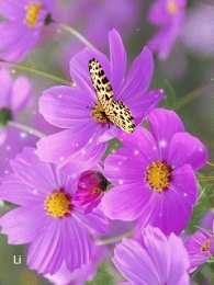 С космеями Открытка розовые цветы космеи. Открытка Космея и ромашка.   