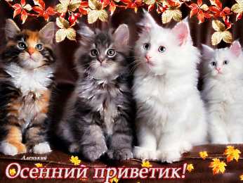 Осенний приветик Прикольные картинки осенний Привет. Красивые картинки осенний Привет. 