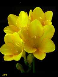 С фрезиями Открытка с распускающимися цветами фрезии. Открытка роса на цветах.