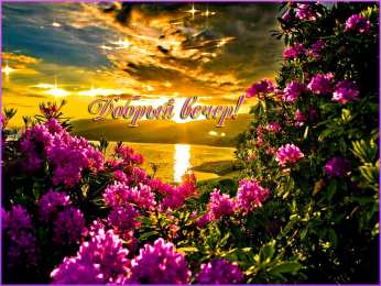 С астрами Открытка астры распустили свои крылья словно Ангелы, лохматые немножко.