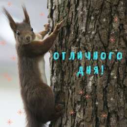 С белочками Открытка Поздравляю с белочкой. Открытки с фотографиями белочки.