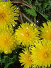 С одуванчиками Одуванчик картинка для детей. Фото одуванчика Одуванчики фотообои.