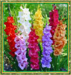 С гладиолусами Открытка розовые гладиолусы и розовые сердечки на сером фоне.