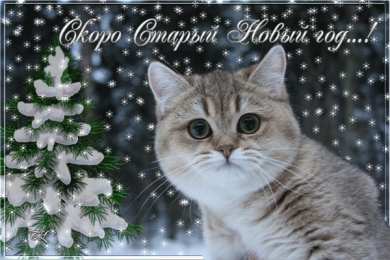 С кошками С днём рождения картинка с кошкой. Спокойной ночи картинка с кошками.