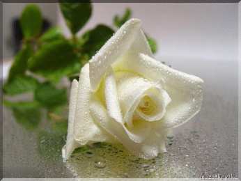 С белыми розами Картинки с белыми розами скачать. Красивые картинки с белыми розами.