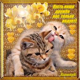 С кошками С днём рождения картинка с кошкой. Спокойной ночи картинка с кошками.