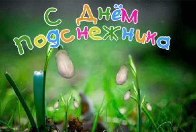 С днём подснежника Открытка с днем подснежника. Открытка с днем рождения подснежники.