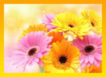 С герберами Скачать бесплатно картинки с герберами. Картинки с цветами герберами.