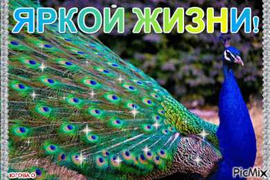 С павлинами Павлин открытки рисунки. Открытка павлин с распущенным хвостом.