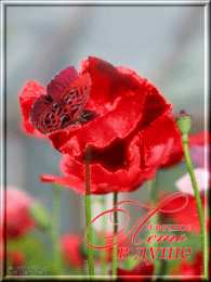 С маком Открытка для Насти ко Дню рождения с множеством красок маков.