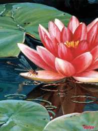 С лотосом Открытка лотосы на воде. Открытка с днем Нептуна, с цветком лотоса.