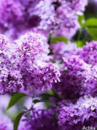 Открытки С сиренью  Открытка Любимой бабушке, с букетом сирени в хрустальной вазе. Открытка весну встречай, Она идёт, удачу за собой несет, я открытка с прыгающими бабочками и букетом из белой и Сиреневой сирени. Открытка чтоб смех твой слышался всегда, цветов, улыбок, солнца и тепла!