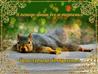 С белочками Открытка белочка и Ромашки. Открытка белочка с орешками.    