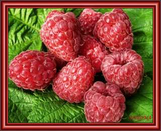 С ягодами Открытки популярные. Открытки с пожеланиями добра и успеха ягодами.