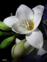 С фрезиями  Скачать букет фрезий фото. Фрезия фото GIF. Фрезия на клумбе открытка.