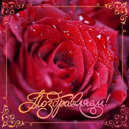 Поздравляю! Открытка с цветами поздравляю. картинки с надписью Поздравляю.