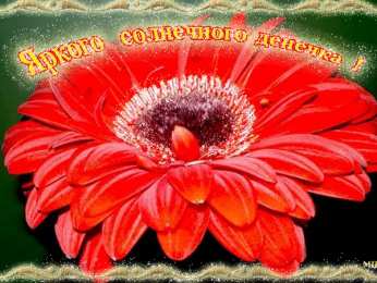 С герберами Открытки С днём рождения с герберами. Открытки с герберами. 