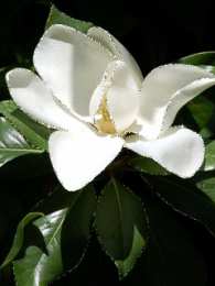 С жасмином Открытка Доброе утро С чашечкой чая и букетом жасмина стеклянной вазе.