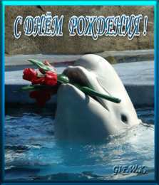 С дельфинами Картинки открытки дельфины на закате. Красивые открытки дельфинов.