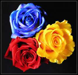 С желтыми розами Картинка с жёлтыми розами скачать, открытки с жёлтыми розами.