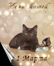 С Всемирным днём кошек Картинки с Днём кошек прикольные. Картинки с днем кошек 8 августа.