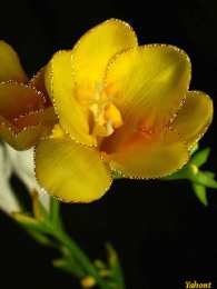 С фрезиями Открытка с распускающимися цветами фрезии. Открытка роса на цветах.