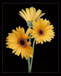 С герберами Нежная открытка с днём рождения со светло розовыми герберами.