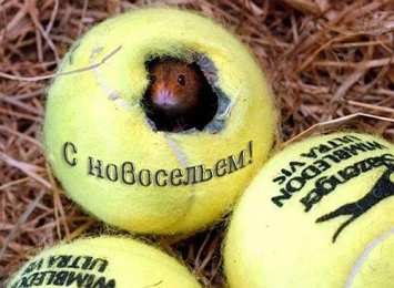 С новосельем Открытка поздравления с новосельем. Открытка С новосельем купить.