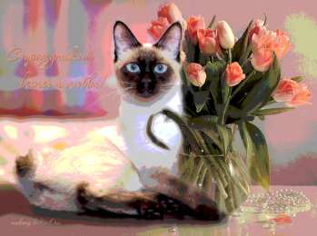 С кошками С днём рождения картинка с кошкой. Спокойной ночи картинка с кошками.