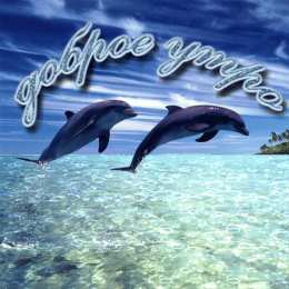 С дельфинами Открытка Дельфин цветами. Открытка с дельфином Вы можете улыбнуться?