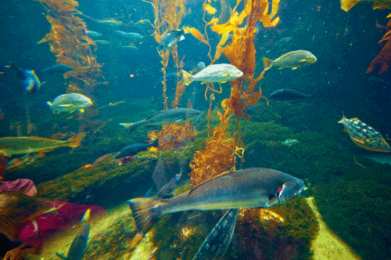 С подводным миром Открытки с анимацией Подводный мир. Открытки с дельфинами под водой.