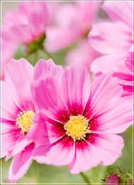 С космеями На цветке Сиреневой космеи. Открытка мерцающая цветки космеи.