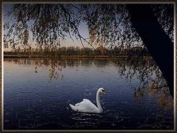 С лебедями Открытка с лебединой семьей. Осенняя открытка лебеди на озере.