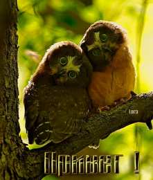 С совами Картинки С добрым утром с Соней. Картинки соловьи скачать бесплатно.